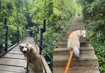 吠えている犬に感謝する