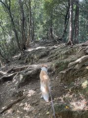 犬連れ山登りのススメ